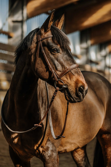 Norton - Hunter Comfy - Bridle| Online For Equine
