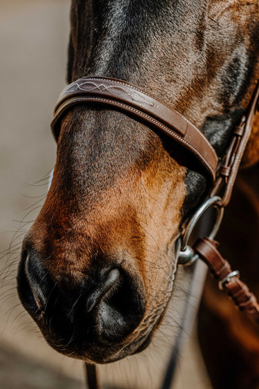 Norton - Hunter Comfy - Bridle| Online For Equine