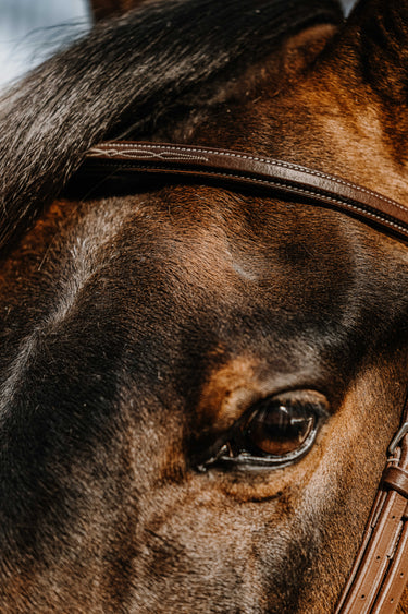 Norton - Hunter Comfy - Bridle| Online For Equine
