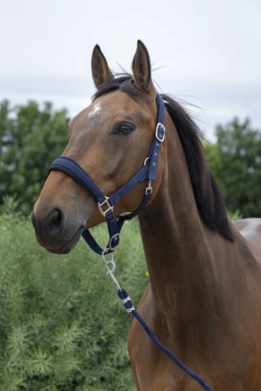 Norton Large Headcollar & Lead Rope| Online For Equine