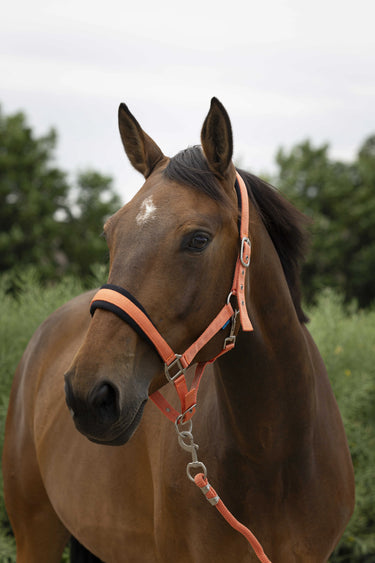 Norton Large Headcollar & Lead Rope| Online For Equine