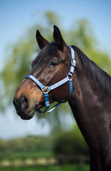 Norton Leather Lined Nylon Headcollar| Online For Equine