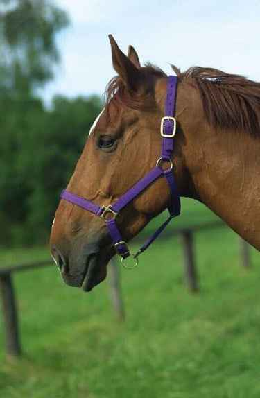 Norton Leather Lined Nylon Headcollar| Online For Equine