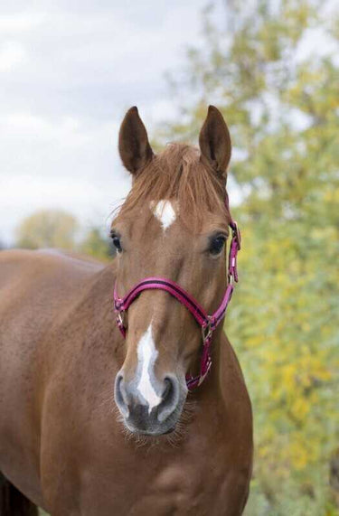 Norton Leather Lined Nylon Headcollar| Online For Equine