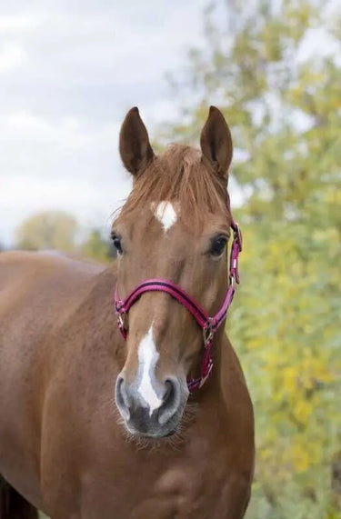 Norton Leather Lined Nylon Headcollar| Online For Equine