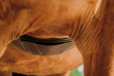 Norton - Magnet - Anatomical Girth| Online For Equine