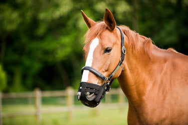 Norton Muzzle Basket| Online For Equine