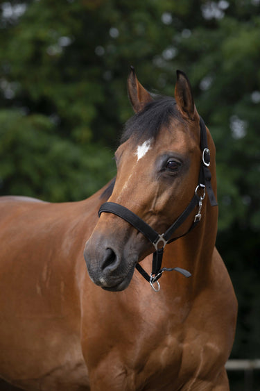 Norton Neoprene Lined Nylon Headcollar