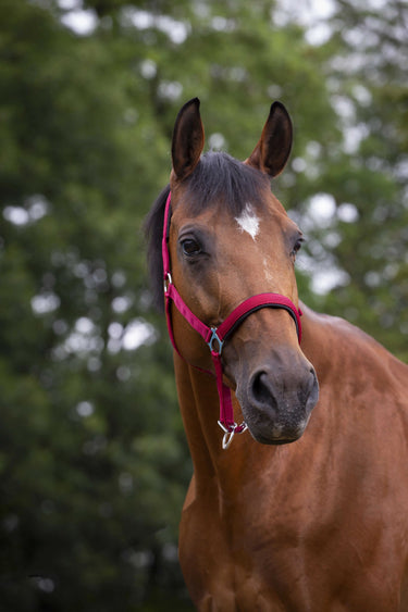 Norton Neoprene Lined Nylon Headcollar