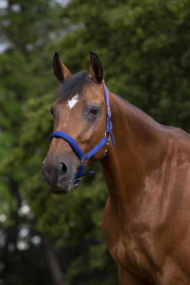 Norton Neoprene Lined Nylon Headcollar