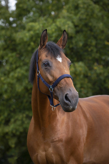 Norton Neoprene Lined Nylon Headcollar