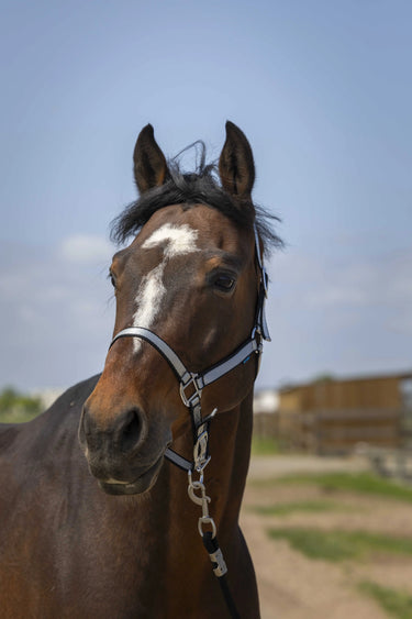 Norton Nylon Soft Headcollar| Online For Equine