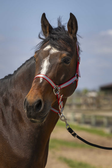 Norton Nylon Soft Headcollar| Online For Equine