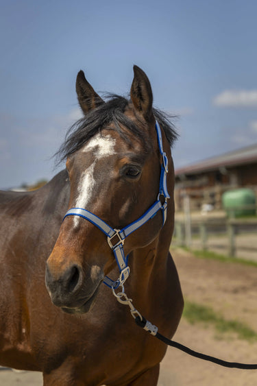 Norton Nylon Soft Headcollar| Online For Equine