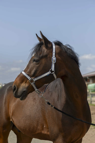 Norton Nylon Soft Headcollar| Online For Equine