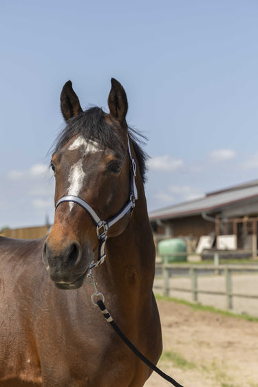 Norton Nylon Soft Headcollar| Online For Equine