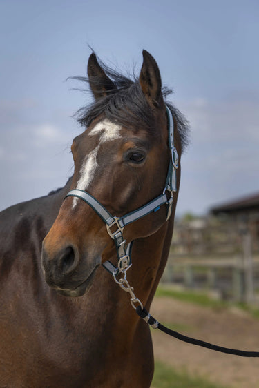 Norton Nylon Soft Headcollar| Online For Equine