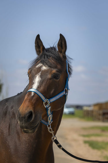 Norton Nylon Soft Headcollar| Online For Equine