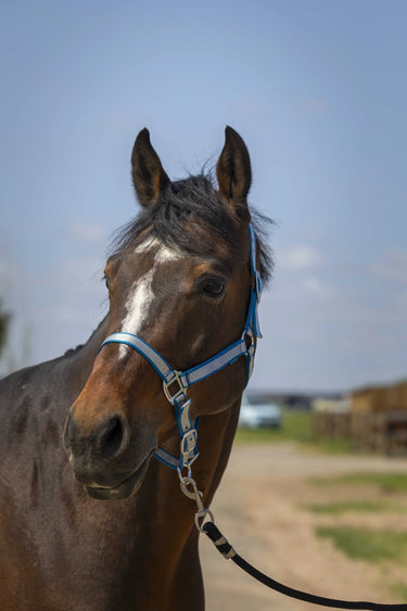 Norton Nylon Soft Headcollar| Online For Equine