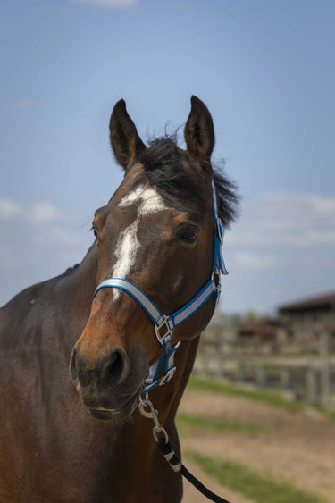 Norton Nylon Soft Headcollar| Online For Equine