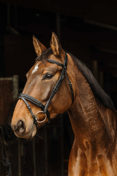 Norton Pro - Apophyse - Bridle| Online For Equine