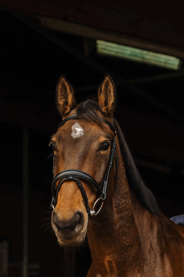 Norton Pro - Dark - Bridle| Online For Equine