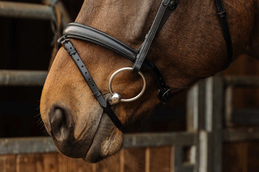 Norton Pro - Dark - Bridle| Online For Equine