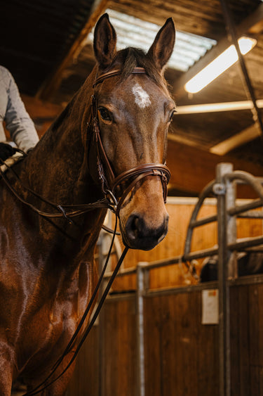 Norton Pro - Draw Reins| Online For Equine