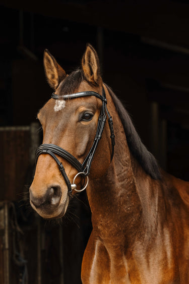 Norton Pro - Galon - Bridle| Online For Equine