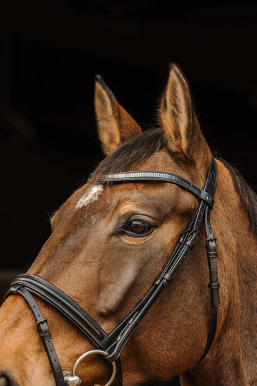 Norton Pro - Galon - Bridle| Online For Equine