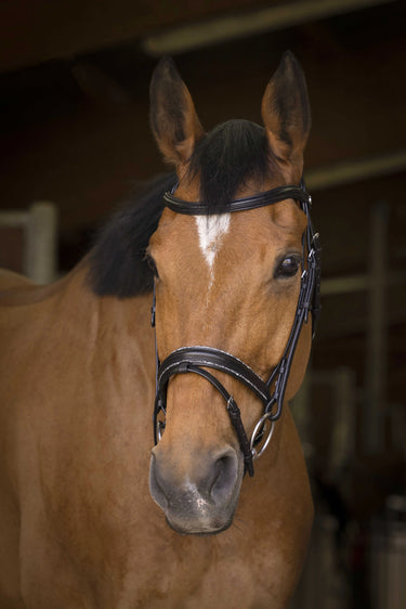 Norton Pro - Rock - Bridle| Online For Equine