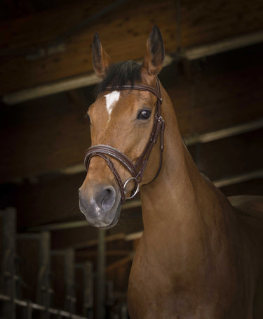 Norton Pro - Rock - Bridle| Online For Equine