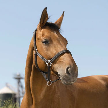 Norton Reflective Headcollar| Online For Equine