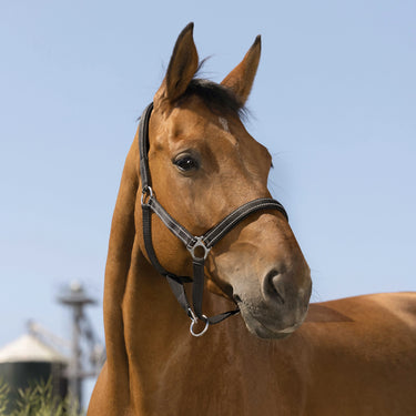 Norton Reflective Headcollar| Online For Equine