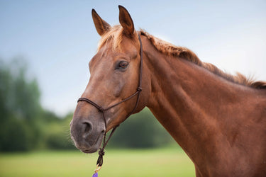 Norton Soft Ethological Headcollar| Online For Equine