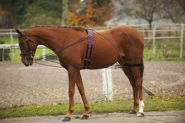 Buy Norton Training Aid-One Size-As Supplied| Online for Equine