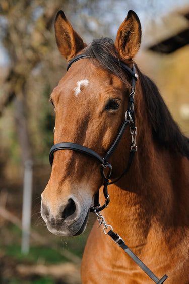 Norton Training Bridle/Headcollar