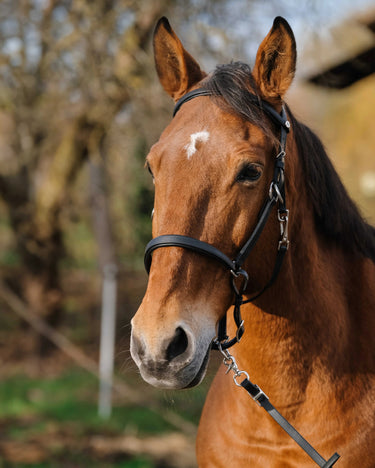 Norton Training Bridle/Headcollar