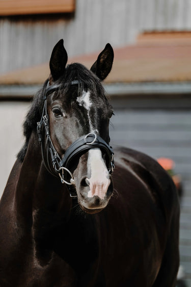 Norton Wide Lunge Cavesson| Online For Equine