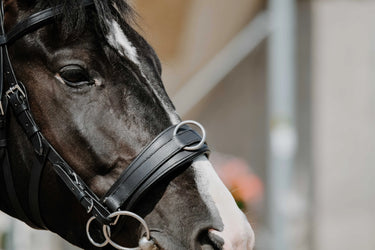 Norton Wide Lunge Cavesson| Online For Equine