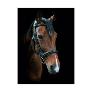 Cameo Equine Black Anatomic Comfort Bridle