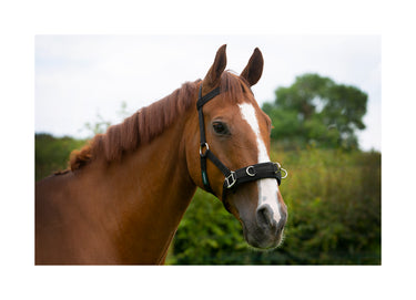 Cameo Equine Cob Lunge Cavesson