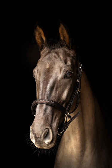 ProPresicce Softy Leather Head Collar by Hy Equestrian| Online For Equine