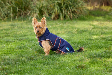 Buy Weatherbeeta Comfitec Premier Deluxe Waterproof Dog Coat Burgundy/Navy | Online for Equine