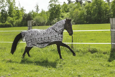 Buy Riding World Combo Zebra Print Mesh Fly Rug| Online for Equine