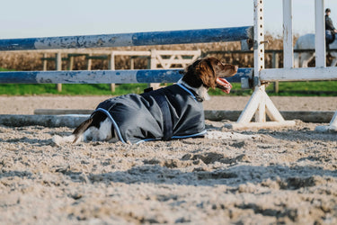 Riding World Eco 600D Dog Rug| Online For Equine