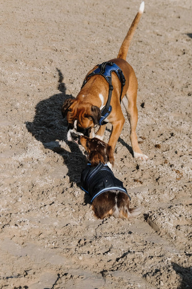 Riding World Eco 600D Dog Rug| Online For Equine