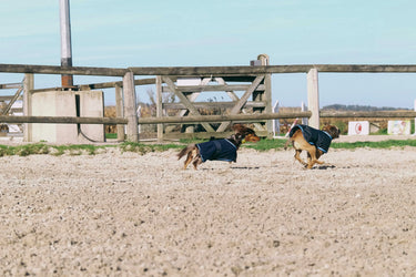 Riding World Eco 600D Dog Rug| Online For Equine