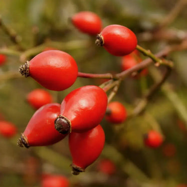 RoseHip Whole Berry| Online For Equine