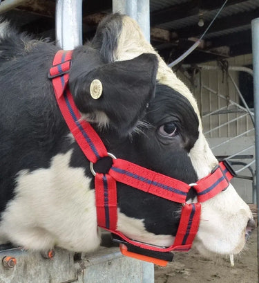 Rurtec Chinmark Bull Mating Harness| Online For Equine